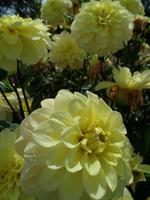 Blütentraum mit Tau in Grey Gables