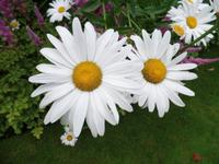 Gute-Laune-Blüten auf Jersey