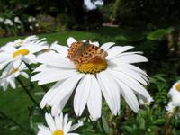 Besuch vom Schmetterling