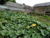 Beete in Seafield auf Jersey