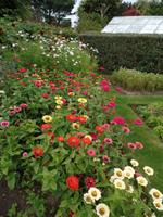 Blütenpracht auf Jersey