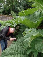 riesige Blätter in Seafield
