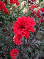 intensive Farben auf Jersey