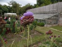 Artischocken im Garten