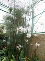 Papyrus in der Orchideensammlung