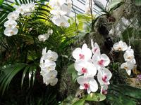 blütenreines weiß in der Orchid Foundation