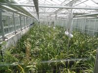 Zucht in der Orchid Foundation