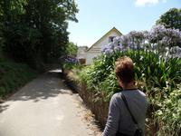 Blütenpracht entlang des Wegs - auf Jersey