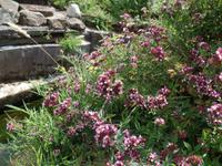 Blüten am Wegesrand auf Jersey