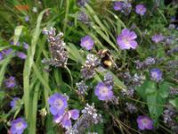 Hungrige Hummel auf Guernsey