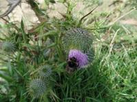 Hungrige Hummel an Distel - auf Guernsey