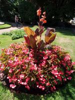 farbenfrohes Guernsey