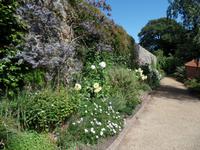Mauerbewuchs in Candie Garden