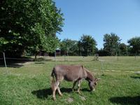 Traditionell immer 2 Esel auf Samares Manor
