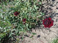 Dunkle Blüten - Samares Manor