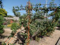 Der Apfelbaum rankt um ein Schiff