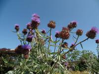 Artischocken - Samares Manor