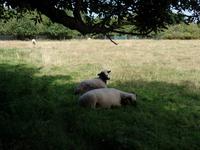 Schafe - Samares Manor