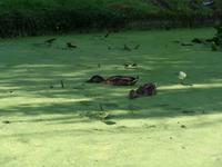 Ententeich - Samares Manor