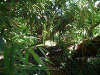 Dschungelweg - Samares Manor