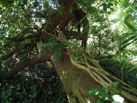 Lianen - Samares Manor