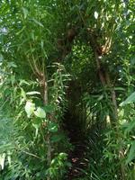 Labyrinth aus Weide - Samares Manor