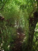 Labyrinth aus Weide - Samares Manor