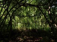 Labyrinth aus Weide - Samares Manor