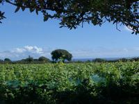 Weinberg auf Insel Sark
