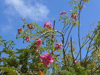 Wildrose am Wegrand zum La Coupee