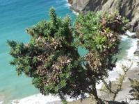 Blick in die Bucht am La Coupee