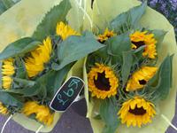 Sonnenblumen Markthalle Jersey