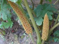 Privatgarten von Mr. Miles