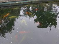 Fischteich Privatgarten Mr. Miles