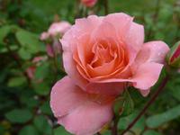 Privatgarten von Grey Gables Rosengarten