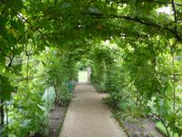 Privatgarten von Grey Gables Weintraubenpergola