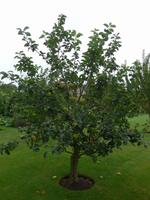 Privatgarten von Grey Gables Obstgarten