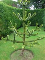 Privatgarten von Grey Gables - Affenschwanzbaum