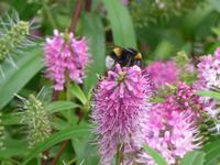 Privatgarten von Grey Gables