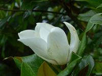 Immergrüner Magnolienbaum - Anwesen Grey Gables