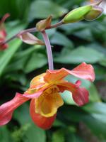 Orchideenschau Erich Young Fondation