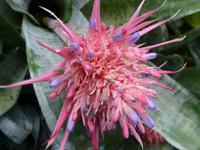 Orchideenschau Erich Young Fondation