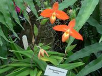 Orchideenschau Erich Young Fondation