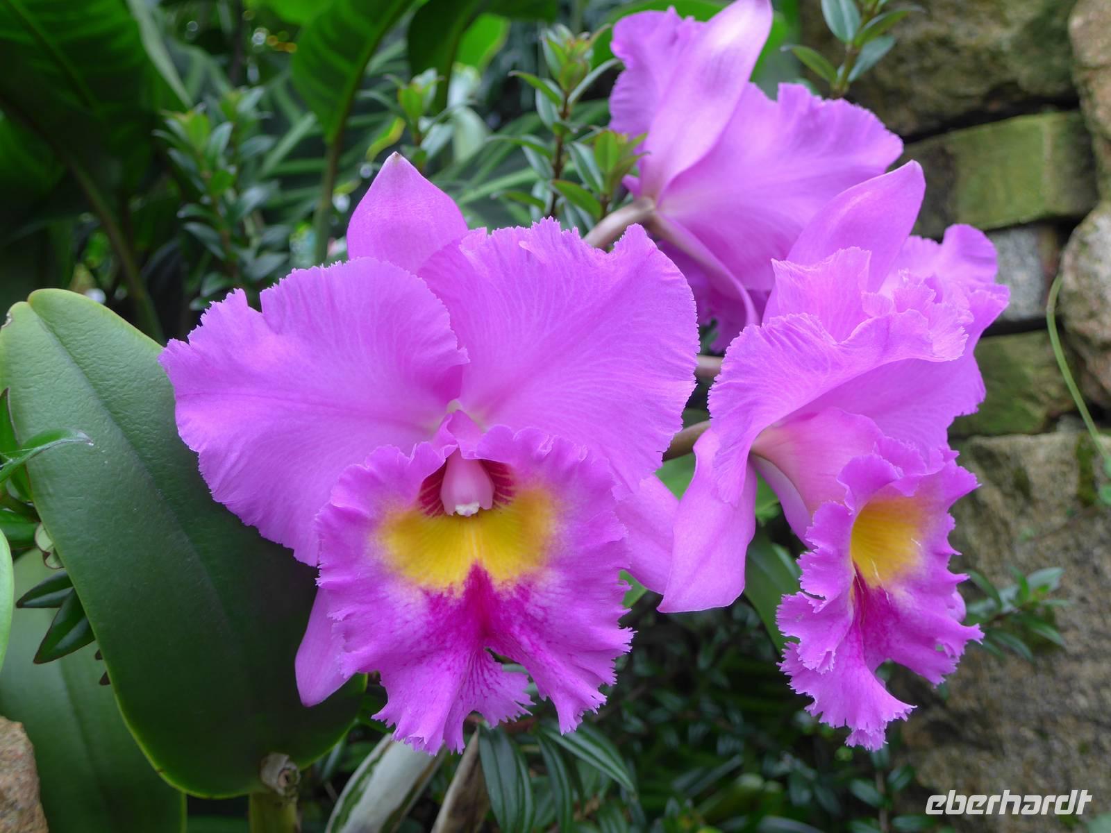 Orchideenschau Erich Young Fondation