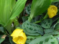 Orchideenschau Erich Young Fondation