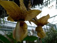 Orchideenschau Erich Young Fondation