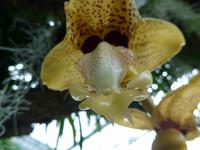 Orchideenschau Erich Young Fondation