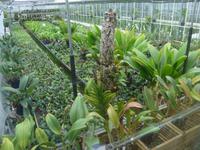 Orchideenschau Erich Young Fondation - Aufzuchtglashäuser