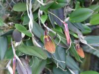 Orchideenschau Erich Young Fondation