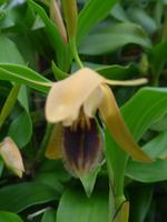 Orchideenschau Erich Young Fondation